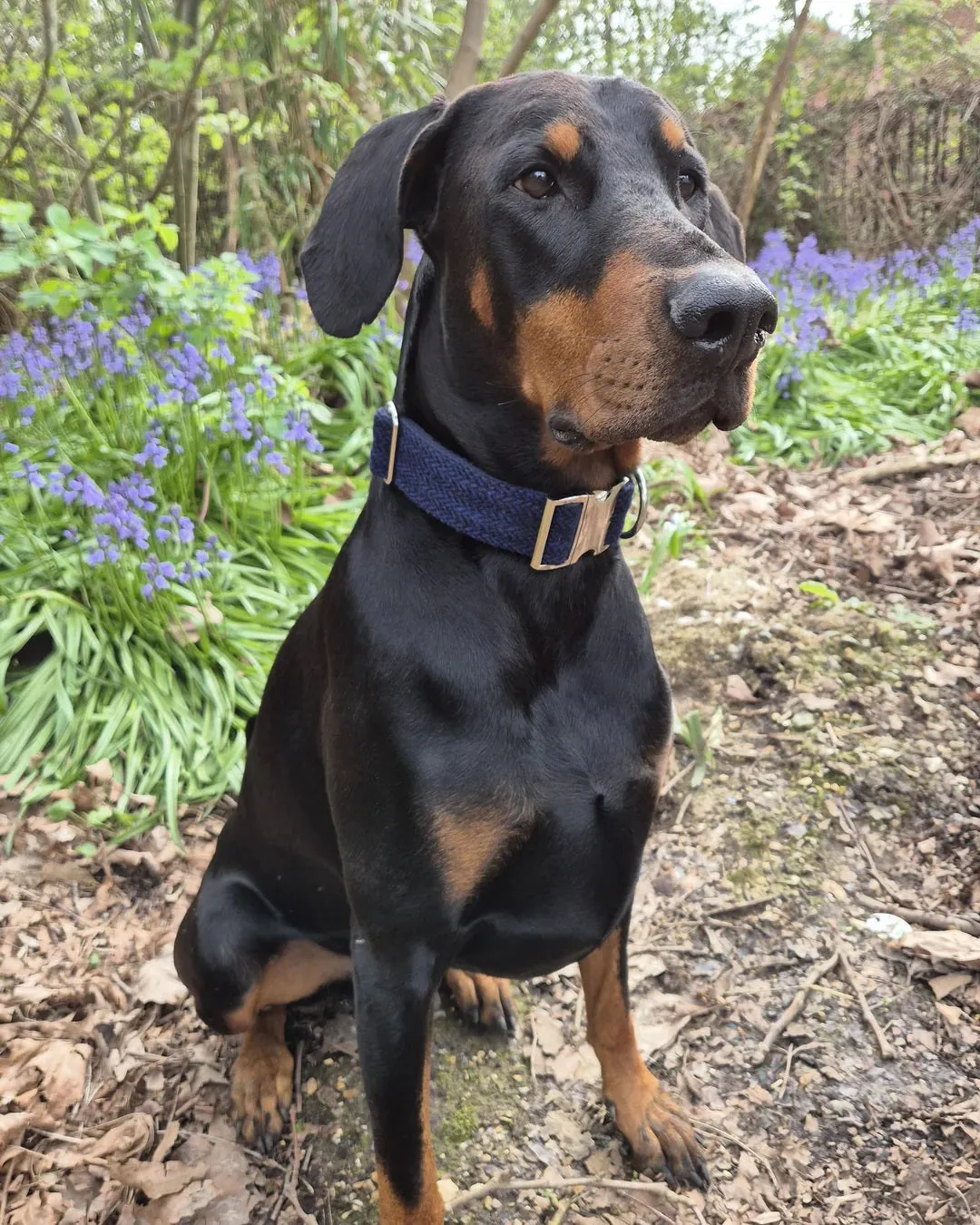 Blue Herringbone Giant Dog Collar