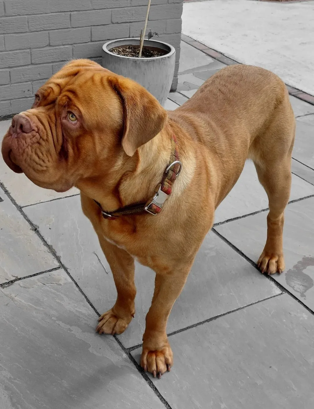 Blue Herringbone Giant Dog Collar