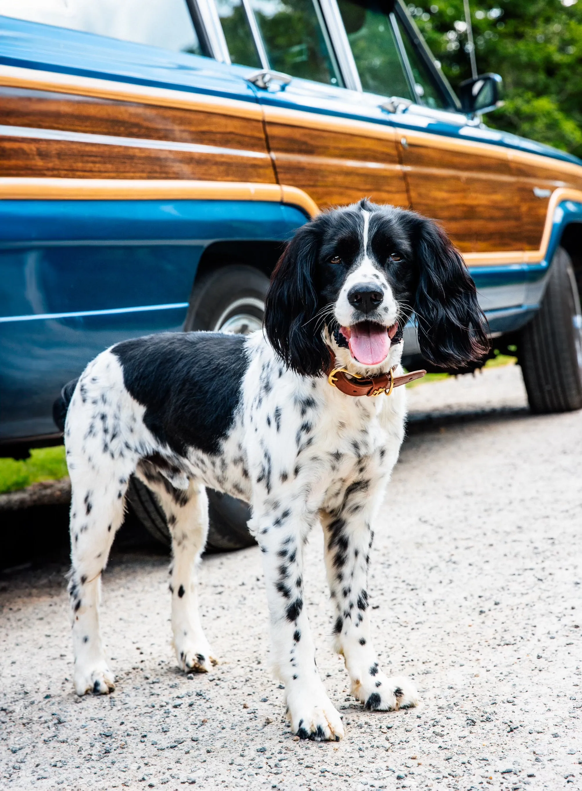 Brenton Cay Dog Collar