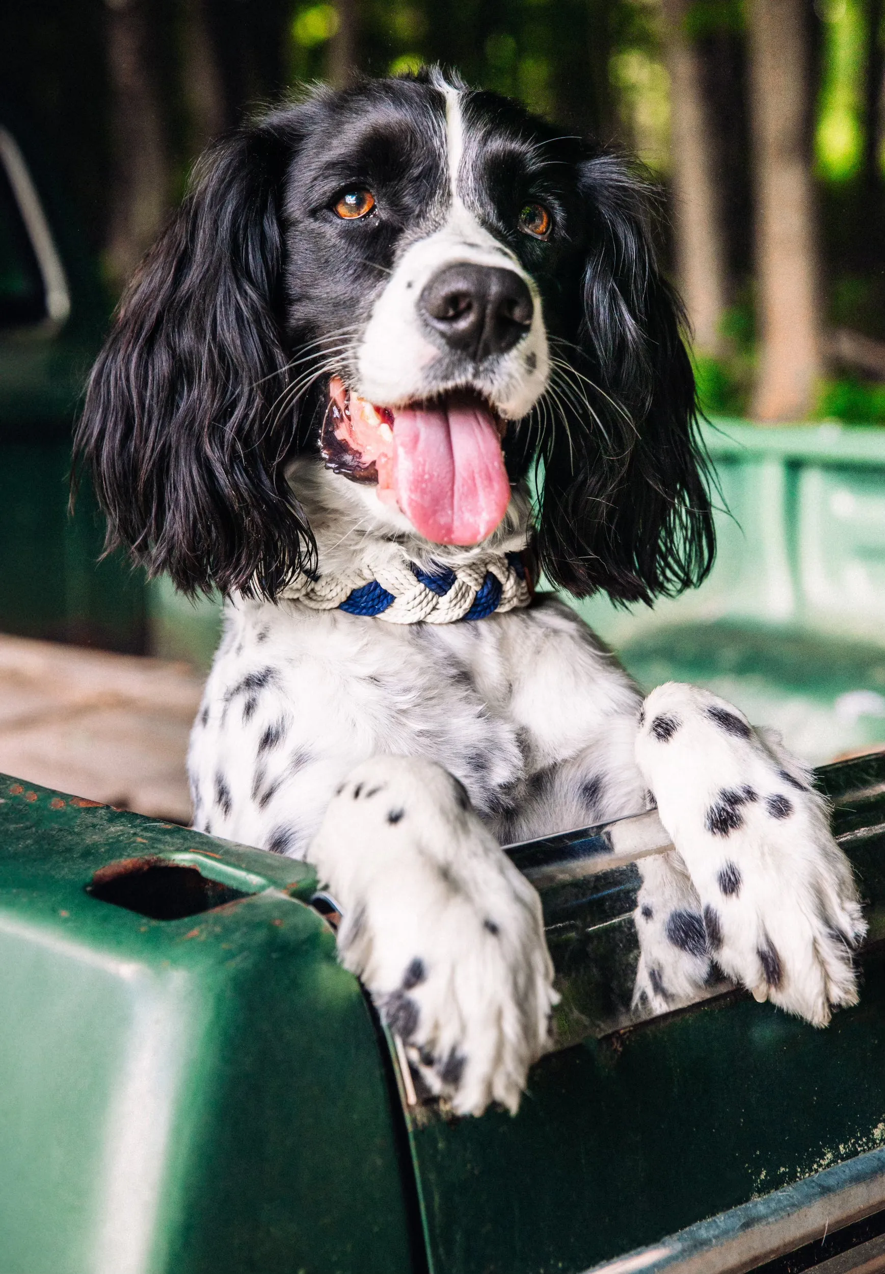 Brenton Cay Dog Collar