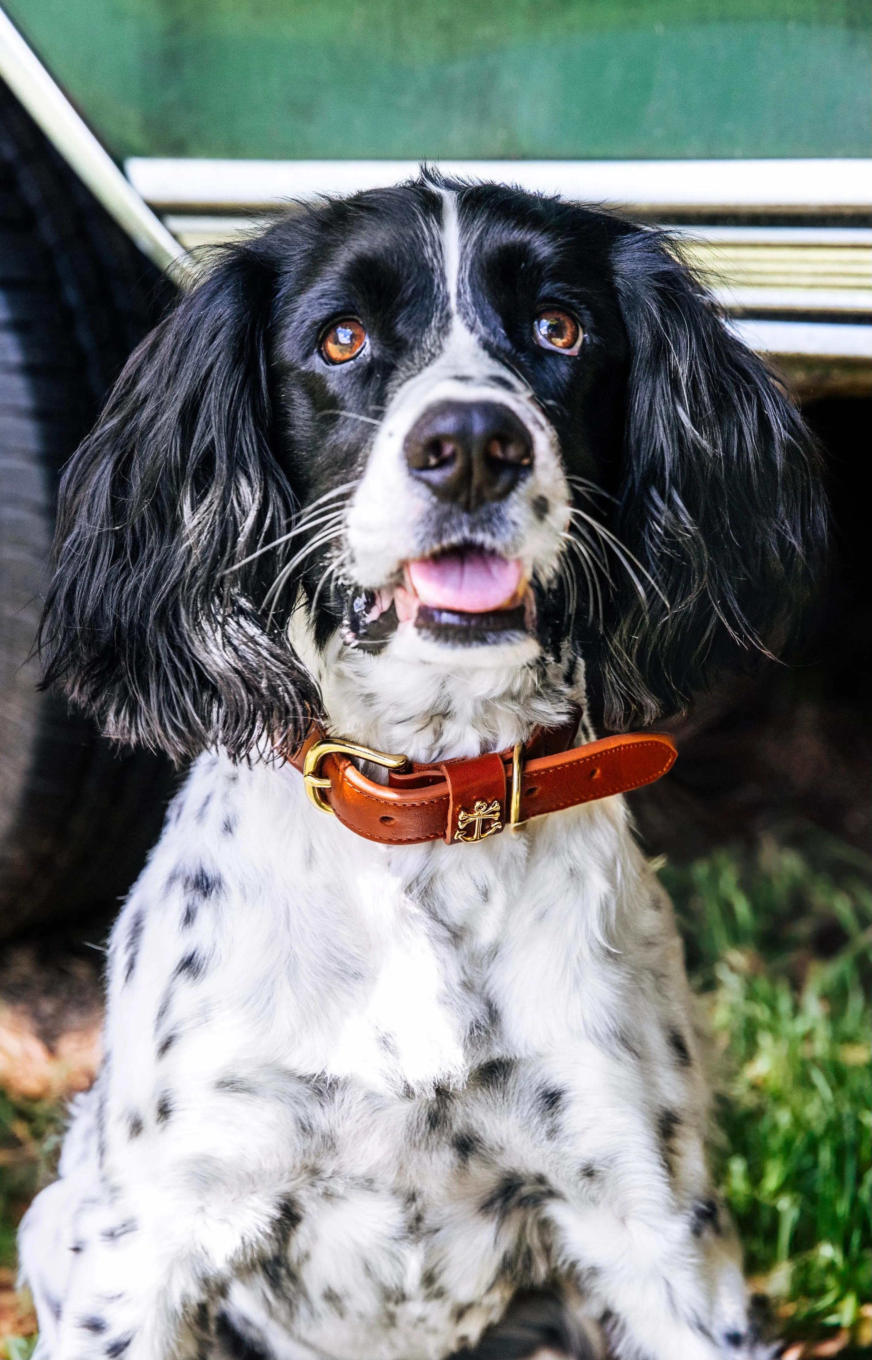 Brenton Cay Dog Collar