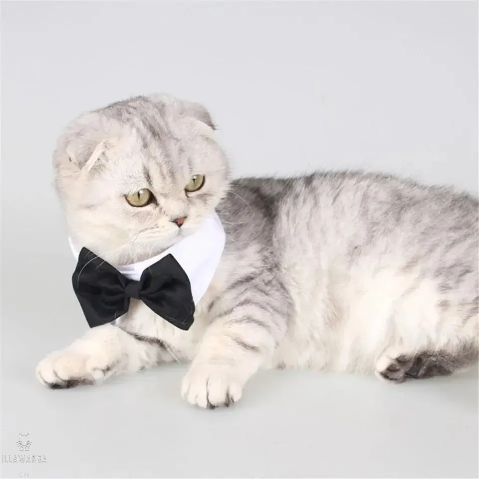 Cat Tuxedo Collar with Bow Tie