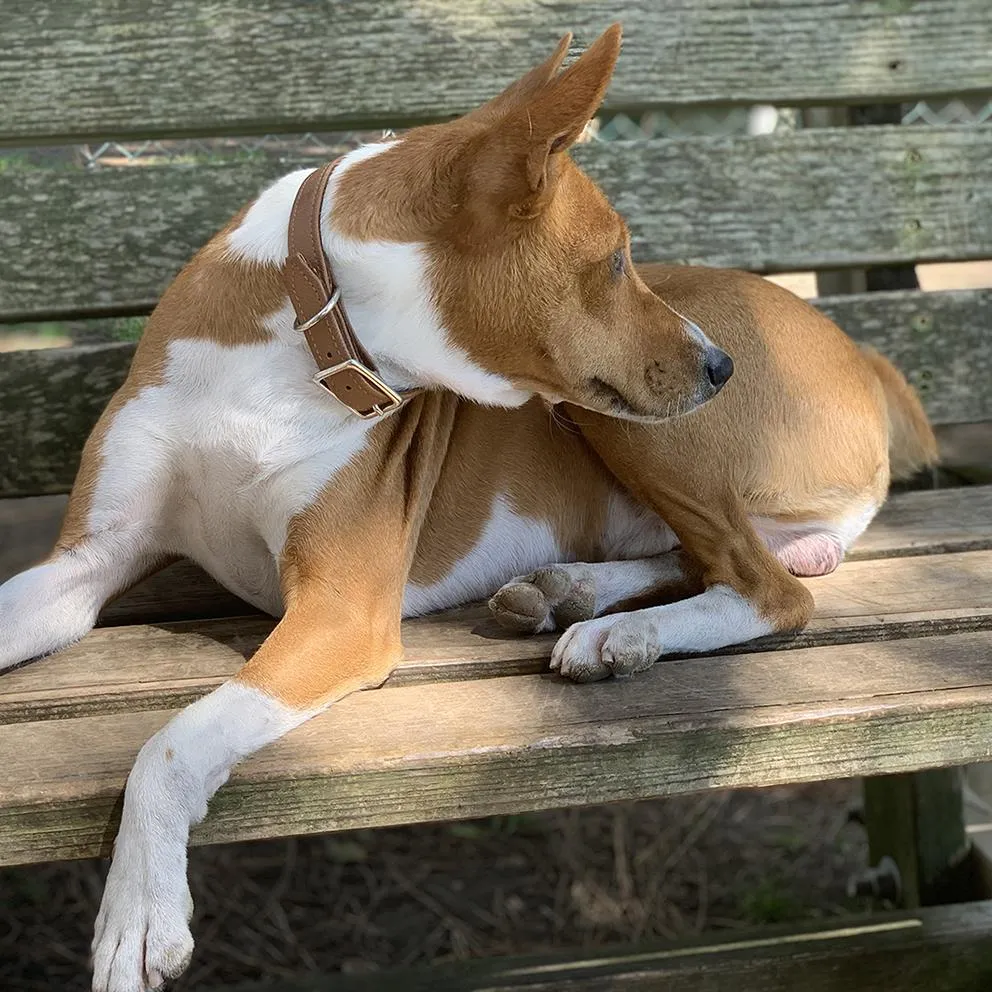 Colima Classic Leather Dog Collar Hazelnut