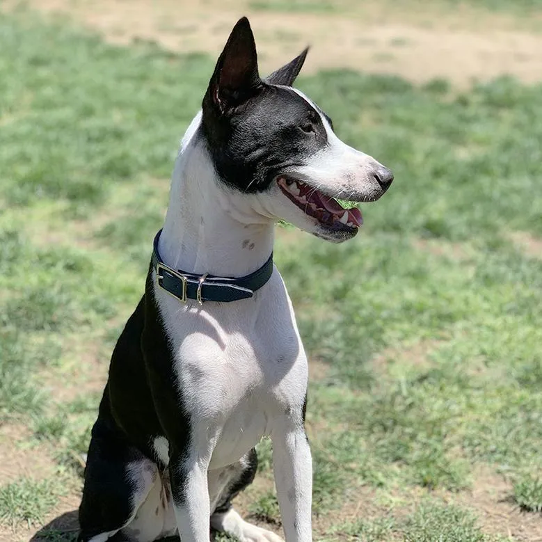 Colima Classic Leather Dog Collar Orion Blue