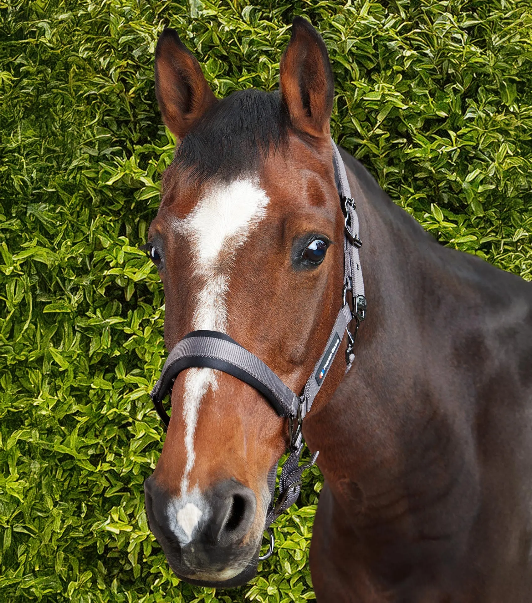 Corda Padded Head Collar with Lead Rope Grey