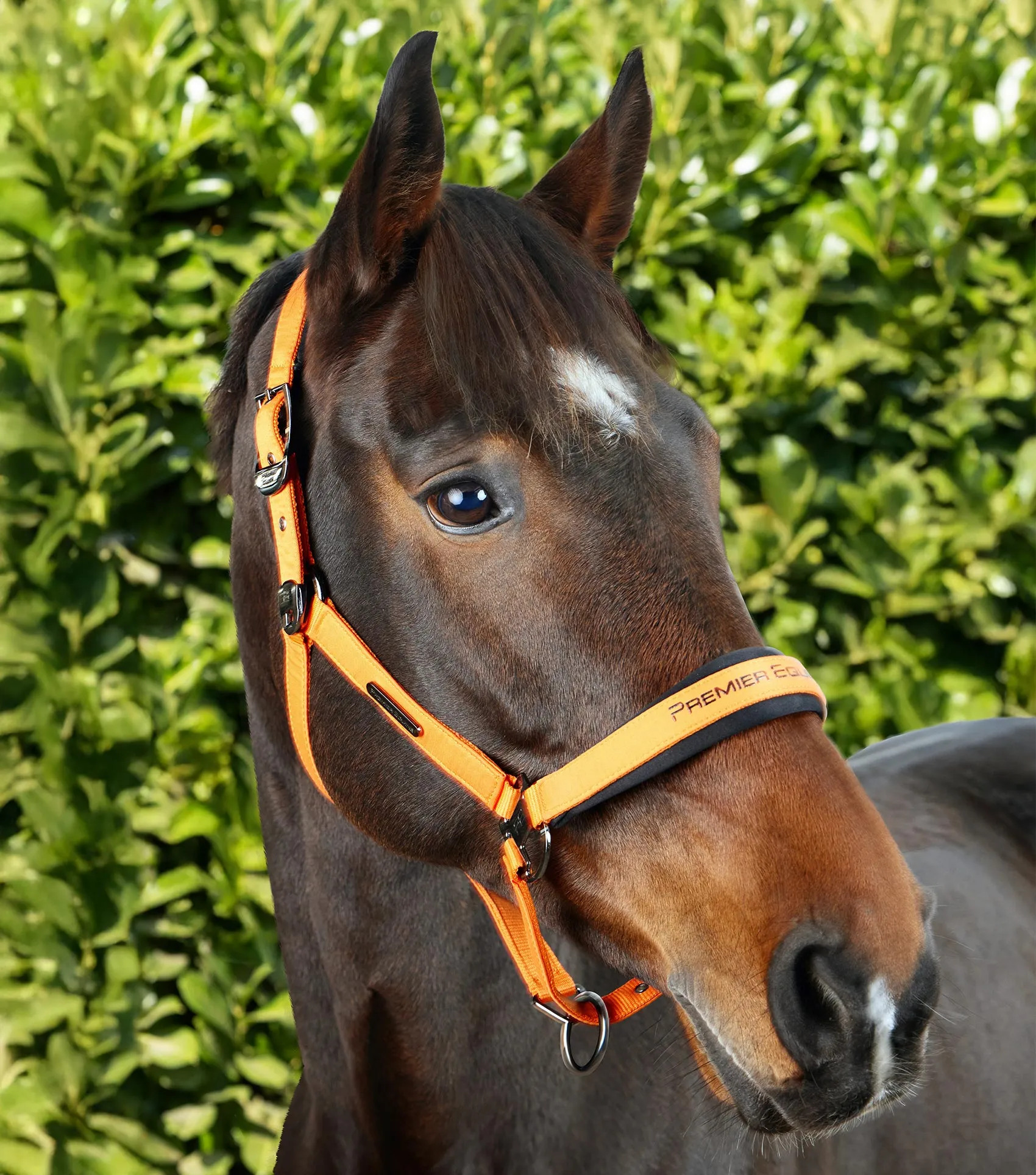 Duco Padded Head Collar with Lead Rope Orange