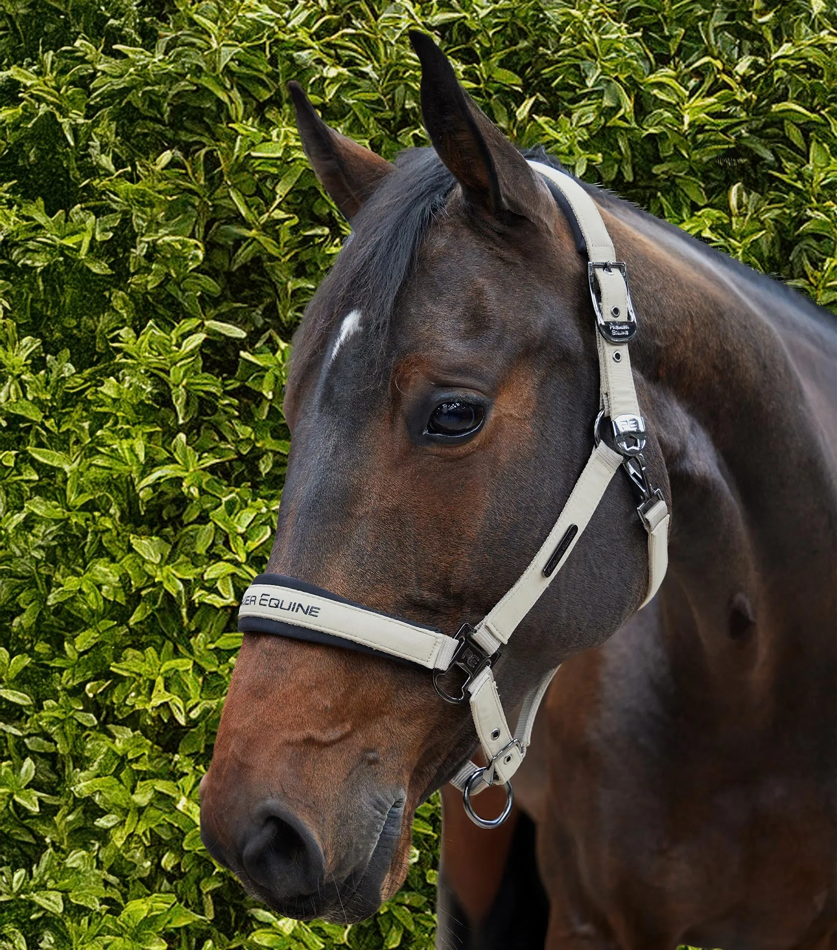 Duco Padded Head Collar with Lead Rope Taupe