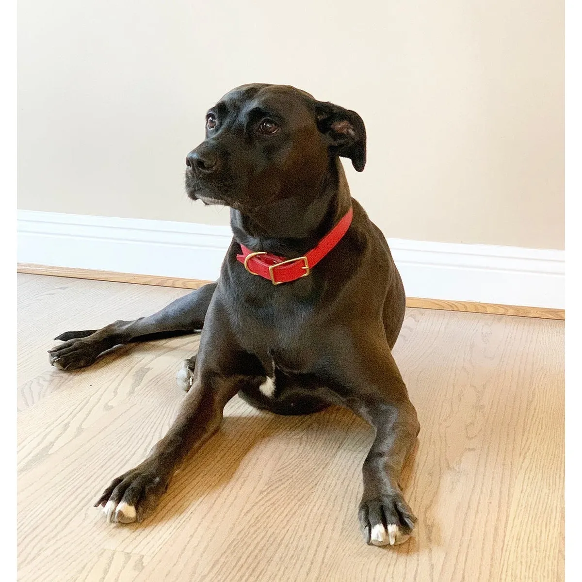 Lambert Classic Leather Dog Collar Cayenne