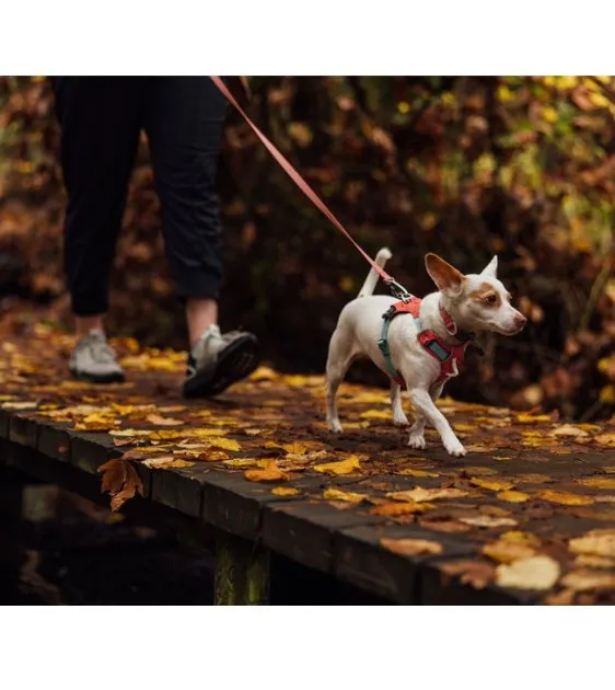 Ruffwear Hi & Light™ Lightweight Dog Harness (Blue Dusk)