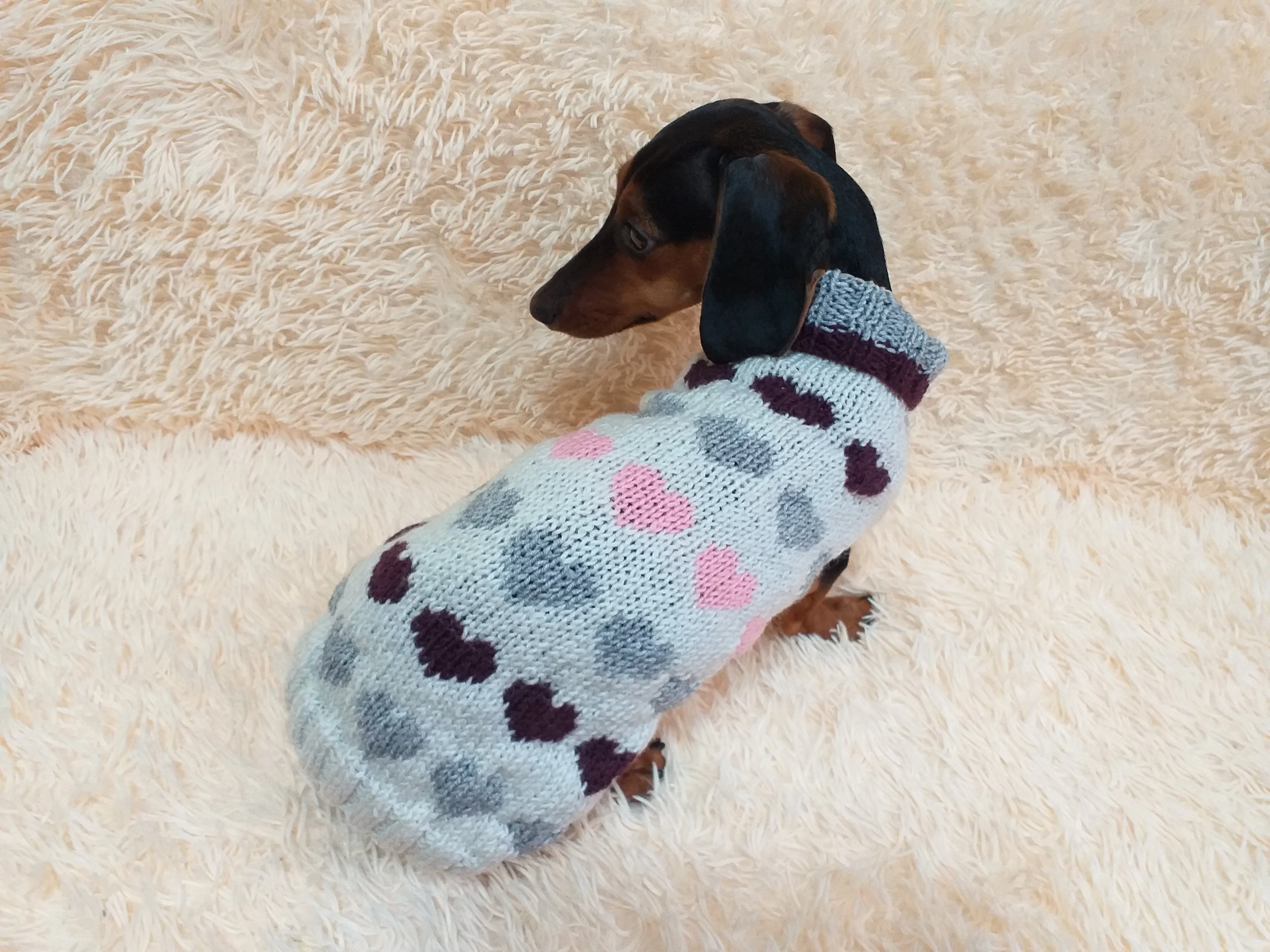 Size L sweater with hearts for a dog, dachshund sweater knitted with hearts