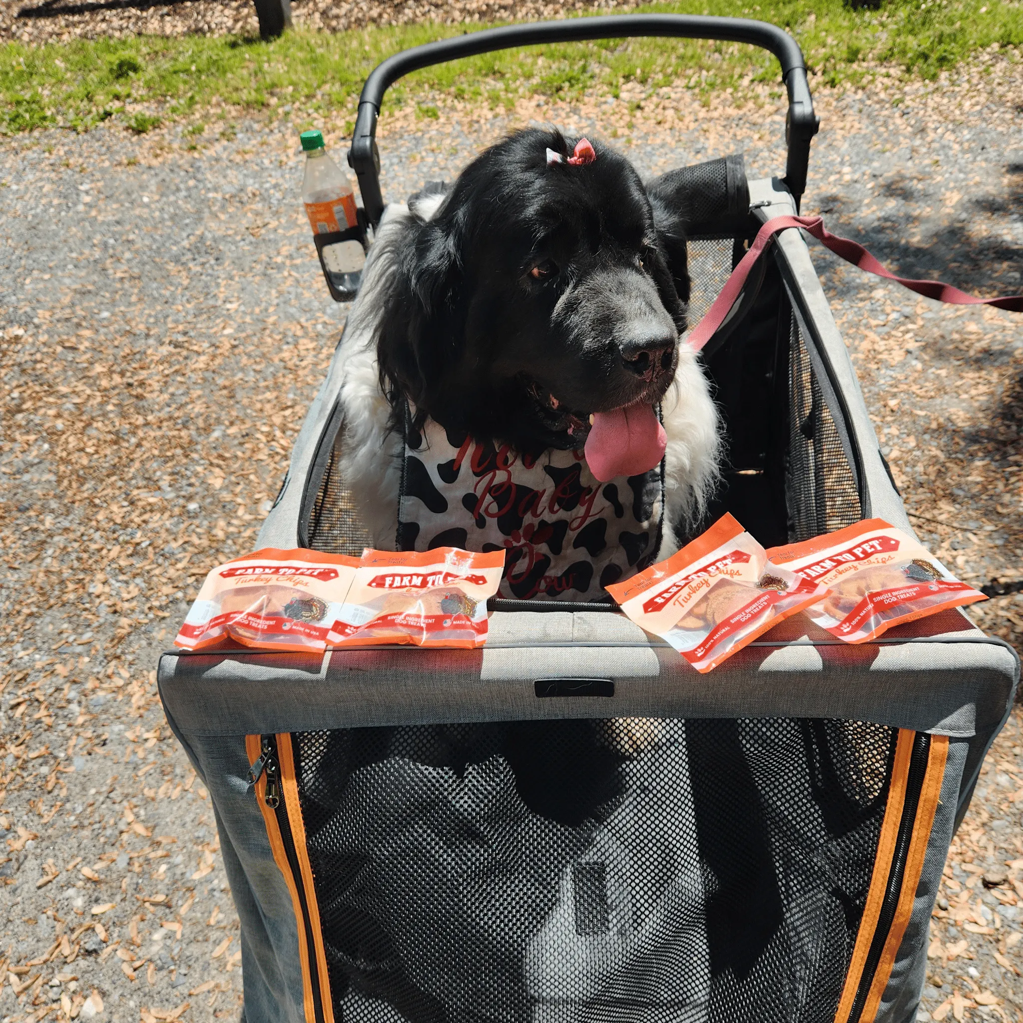 Turkey Chip Snack Pack Bundles